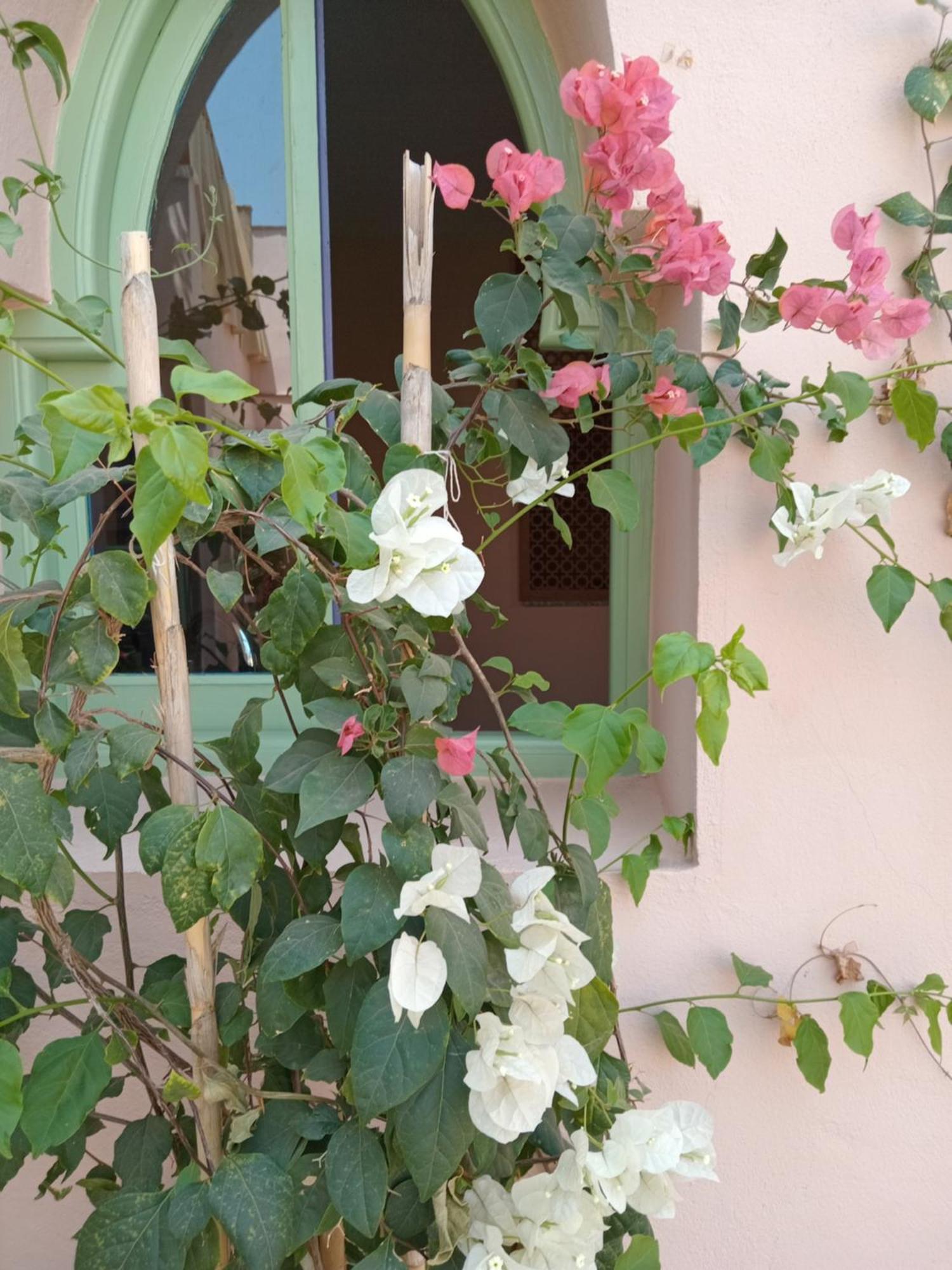 تارودانت‎ Riad Tania Mozaik المظهر الخارجي الصورة